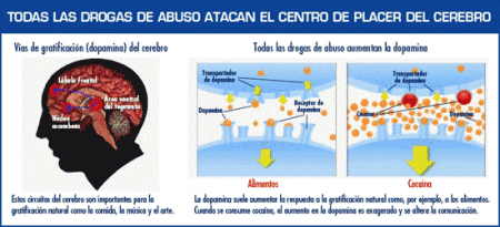 La imagen muestra cmo el abuso de drogas afecta el centro de placer del cerebro. Ciertas drogas pueden liberar hasta diez veces ms la cantidad de dopamine que el cerebro produce naturalmente, es por eso que son tan adictivas.   