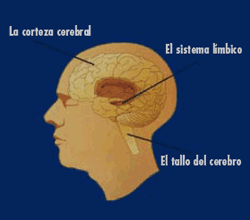 El tallo del cerebro controla las funciones bsicas esenciales para vivir. El sistema lmbico contiene el circuito de gratificacin del cerebro, y la corteza cerebral controla varias funciones del cuerpo incluyendo los cinco sentidos. 